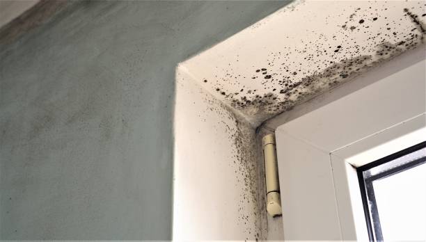Best Mold Remediation for Rental Properties  in West Mountain, UT