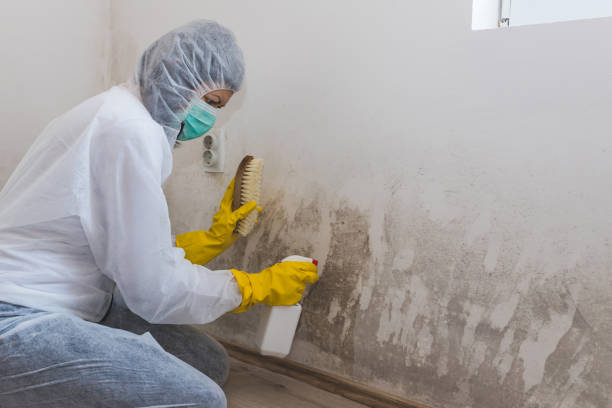 Best Water Damage & Mold Remediation  in West Mountain, UT