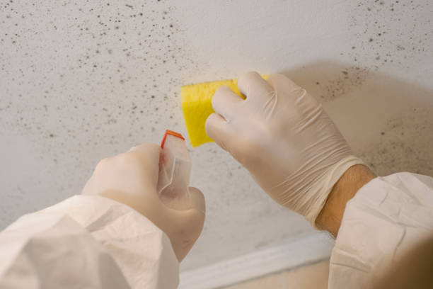 Best Commercial Mold Inspection  in West Mountain, UT