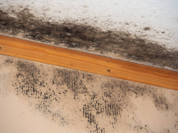 Best Real Estate Mold Inspection  in West Mountain, UT