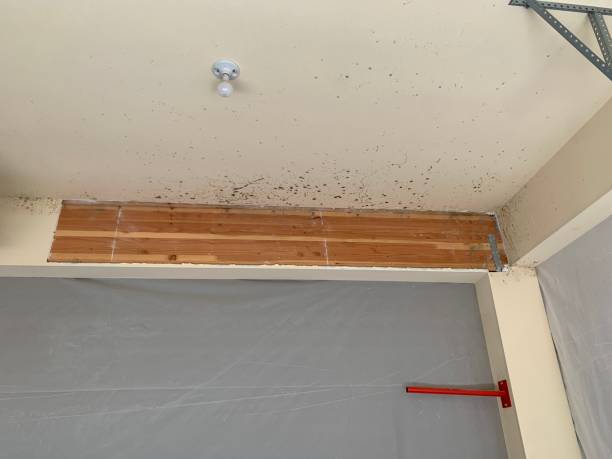 Best Industrial Mold Remediation  in West Mountain, UT