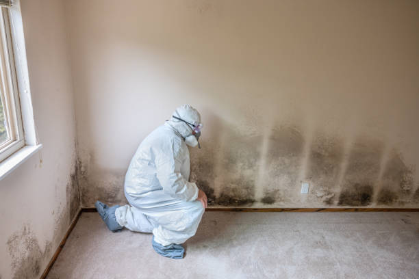 Best Mold Prevention Services  in West Mountain, UT