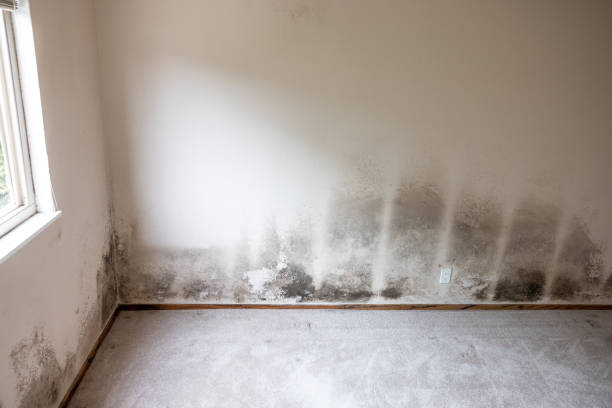 Best Emergency Mold Remediation  in West Mountain, UT