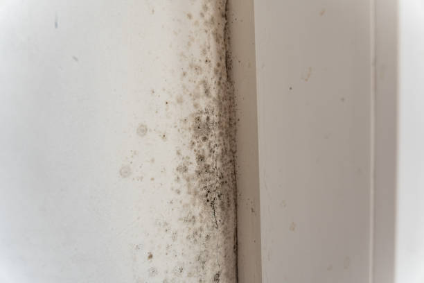 Best Basement Mold Removal  in West Mountain, UT