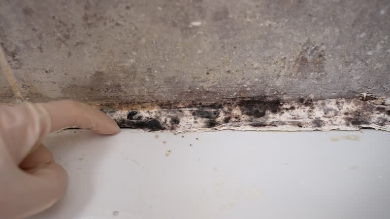 Best Attic Mold Removal  in West Mountain, UT